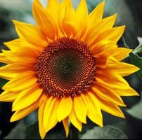 Mindy N Dolan's profile image