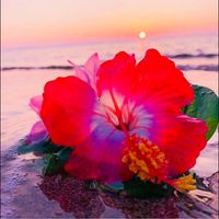 Cristy Marler Bardin's profile image