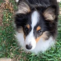 Jenelle Sharpley's profile image