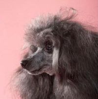 Lori Wolff's profile image