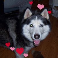 Denise Torres's profile image