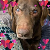 David Belanger's profile image