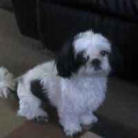 Darlene Mayo's profile image