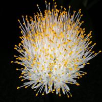 Robert Maphar-Mogan's profile image