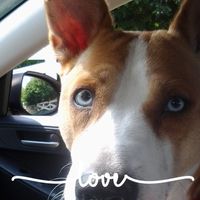 Linda Butcher's profile image