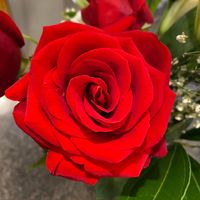 Teresa Hessinger Fishkin's profile image