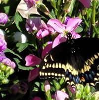 Suzanne Howard Lloyd's profile image