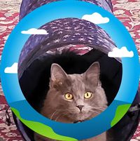 Angie Taylor's profile image