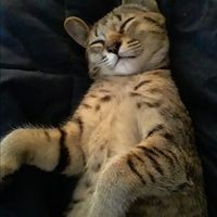 Trish Kuykendall's profile image