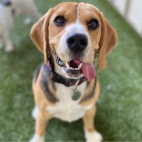 Dobie Kosub's profile image
