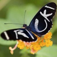 Cecilia Villanueva's profile image