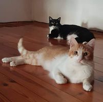 Jasenka Mičetić's profile image