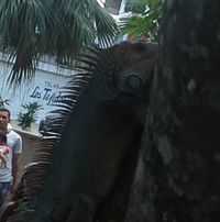 Robert Arauz's profile image