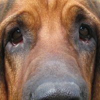 Woodstock Cometa's profile image