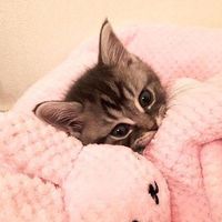 Katie Gardner's profile image