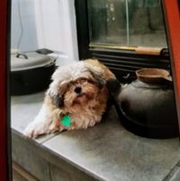 Sharon Phillips's profile image