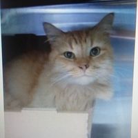 Lisa McLennan's profile image