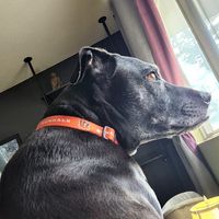 Amy Hursh's profile image