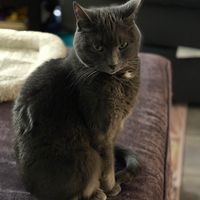 Christina Cobb's profile image