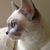 Nadine Wamsley's profile image