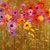 Diana Moore Kraning's Profile Image