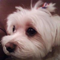 Nadine Goldberg's profile image