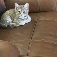 Christine Meads's profile image