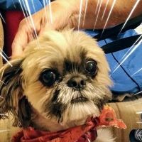 Linda Holsapple's profile image