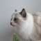 Fluffy K.'s profile image