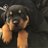 RJ T.'s profile image