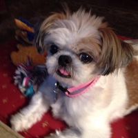 Linda Birchfiel's profile image