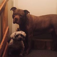Dennis-Julie Chambers's profile image