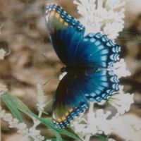 Mary Whitener's profile image