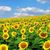 Lisa Smith's profile image