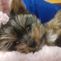 Tracy Luedtke-Tesch's Profile Image