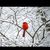 Rebecca Howard Wright's profile image