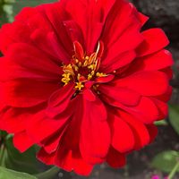 Roberta Rudolph Bak's profile image