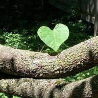 Lynn Novicki-Seifert's profile image