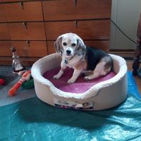 Richard Thomas's profile image