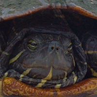 Ricardo Dbore's profile image