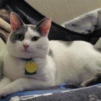 Carol Moore's profile image