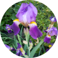 Theresa B's Profile Image