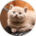 Linda Leitz's Profile Image