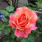 Caryn M.'s profile image