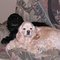 Sonya B C.'s profile image