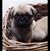 Sheila Gee's profile image