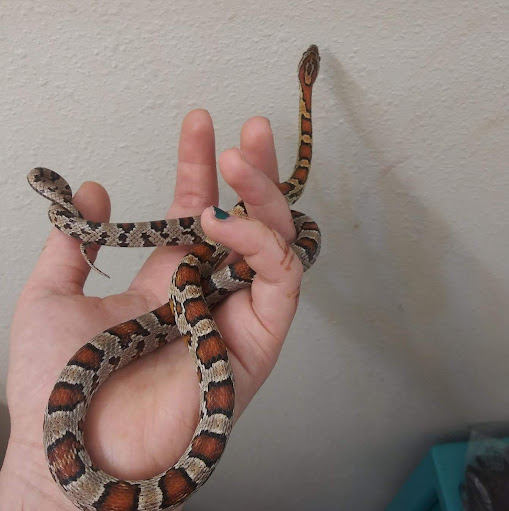 Brielle Nielson's profile image