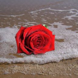 Erika's profile image