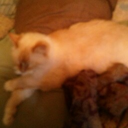 Brandon Mcgavran's profile image