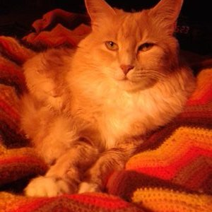 Ned Brewer's profile image